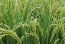 紫392S水稻种子介绍 在福建三明5月20播种