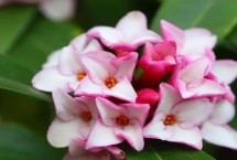 瑞香花如何养殖以及要注意什么 春季现蕾前可接受全日照