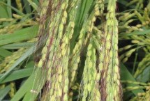 瑞两优1053水稻种子特征特性 每亩插足基本苗6－8万