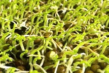 绿豆芽种植技术 选种是培育的第一步
