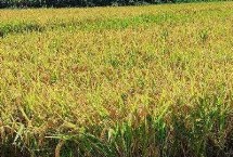 龙盾1595水稻种简介 该品种主茎10片叶