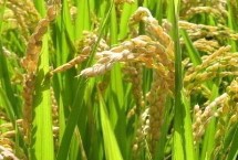 菁华粉稻水稻种子特点 全生育期早稻119.8天