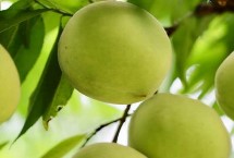 好吃的桃子品种有哪些 鹰嘴桃、砀山黄桃、水蜜桃、黄金油桃等品种的口感比较好