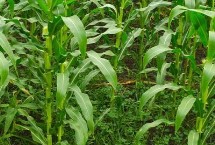 易欧得398玉米品种的特性 4月下旬至5月上旬播种