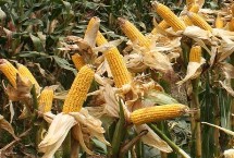 温科糯2号玉米种子特征特性 适宜播种期2月下旬至4月中旬