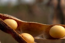 华菜豆5号大豆品种简介 选择中等肥力地块种植