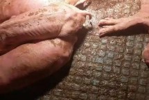 仔猪脱水的原因 常见的是消化不良
