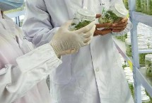 什么是航天育种 是利用太空特殊的诱变作用让种子发生变异