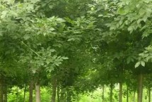 速生白蜡树简介 为落叶乔木