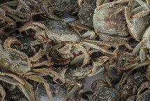 河蟹不蜕壳症怎么预防 需提供富含营养的饲料、营造适宜的蜕壳环境
