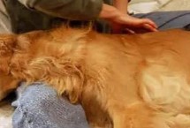 怎么帮狗狗按摩 分为头部按摩、耳部按摩、背部按摩、肩部按摩等