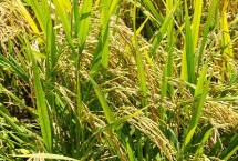 荃两优087水稻种子介绍 每亩有效穗数14.7万穗