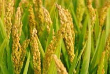 隆晶优玛占水稻种简介 适时播种