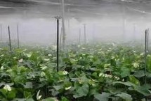 大棚蔬菜喷粉的注意事项 谨记以下4点