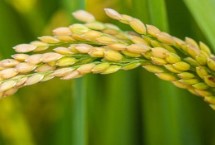 锦稻糯325水稻种简介 每亩有效穗数27万穗左右