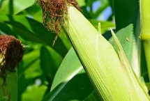 蒙种719玉米品种的特性 4月末至5月初播种