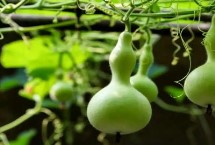 葫芦属于哪种植物 属于葫芦科、葫芦属一年生草本植物