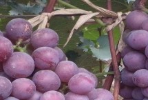 巨峰葡萄的种植要点 适当疏花疏果可提高果实的品质