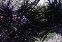 我国海胆的产地 产地为海南岛、大连等沿海地区