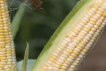 茭玉1711玉米种简介 高抗茎腐病