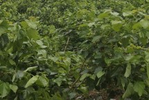 桑葚苗的价格 大约在2-5元左右一棵