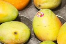 芒果种子怎么区分根和芽 果柄的那头是根