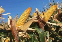 宁垦糯1号玉米种子特征特性 亩密度3500株