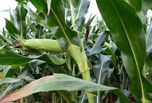 农林玉1号玉米种子特征特性 生育期109.4天