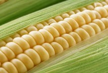 陕单656玉米品种简介 两年区试平均生育期100天