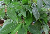 发财树的养殖要点 每隔3-5天要对叶片喷一次水