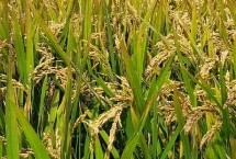腾两优1818水稻种子简介 每亩插足8－10万基本苗