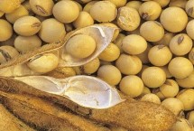 东农豆359大豆种简介 在适应区5月上旬播种