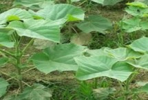 怎么防治泡桐苗木的常见病虫害 需根据实际情况采取针对性措施