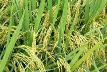 桃优77水稻种简介 在6月1～10日播种