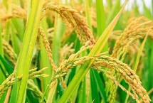 旱优3015水稻种子特征特性 籼型三系杂交籼稻品种