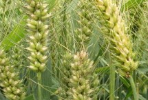 华伟306小麦种子介绍 属偏春性品种