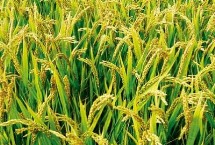 福两优1314水稻品种的特性 全生育期158.1天