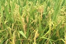 巨基12号水稻种子特点 香稻品种