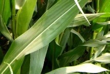 肃试2268玉米种子特征特性 播种前种子应包衣防治地下害虫