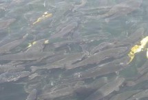 鱼塘养鱼喂什么饲料 可选择动物性、植物性、矿物质饲料等