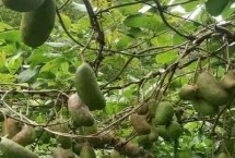 什么是木通 属于毛茛目、木通科木质藤本植物的统称