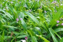 白芨的种类和种植方法 狭叶白芨以及紫花白芨