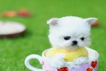 茶杯犬喂哪种食物 超过一岁主喂狗粮