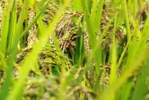 秋季作物怎么选种 选留穗大粒饱的单株、单穗做种