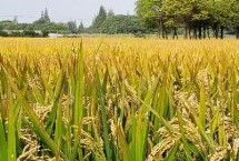 绿银占水稻种子简介 每亩有效穗数15.8万穗