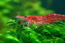 樱花虾多久繁殖一次 取决于养殖环境是否适宜