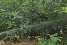 果树药害如何救治 可及时灌水喷水或喷药中和等