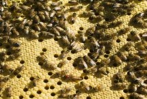 中蜂为什么容易飞逃 根本原因是蜂巢无法满足蜂群生存的需要
