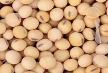 汾豆93大豆种子特点 生育期平均140天