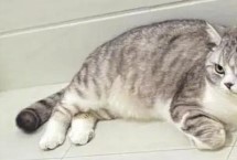 猫类风湿性关节炎的症状 初期症状表现为精神不振、有些发热等